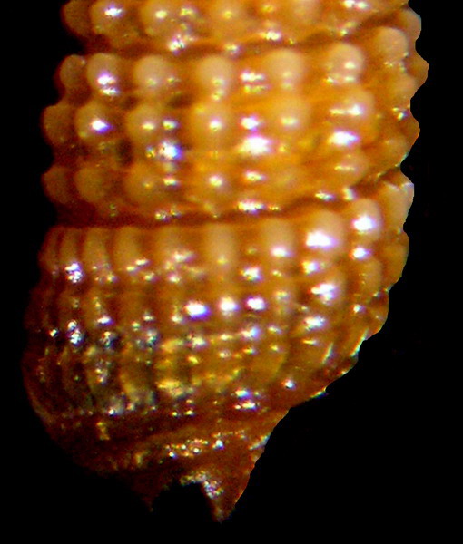 Cerithiopsis sp2